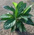 8" Aglaonema Stripes